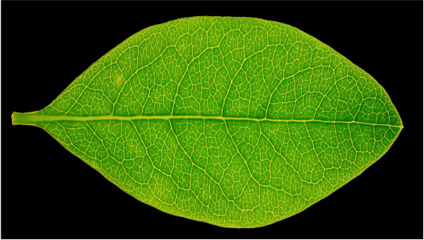 600x340 Leaf Textures