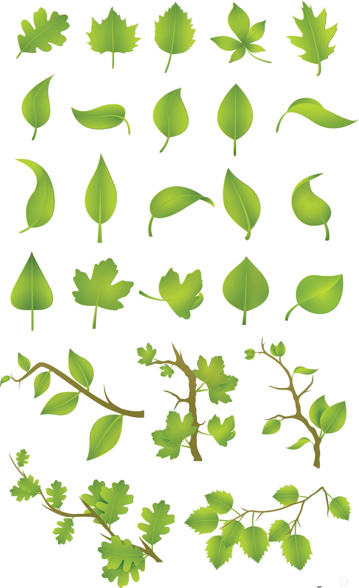 Leaf Vector