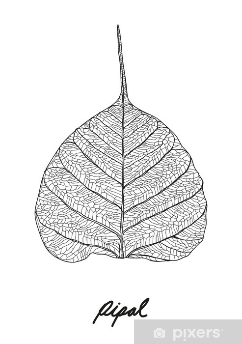 493x700 Pipal Leaf Vector Wall Mural
