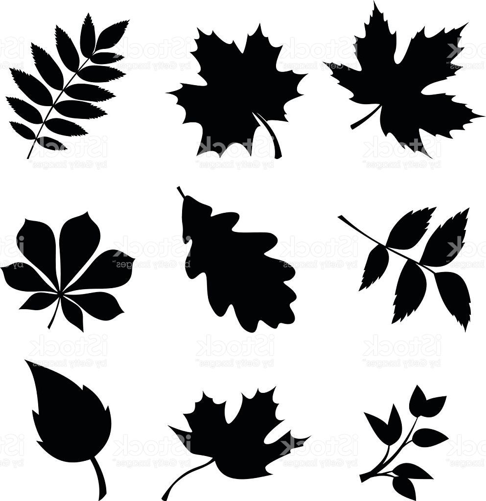 993x1024 Best Hd Leaf Vector Art Design Free Vector Art, Images, Graphics