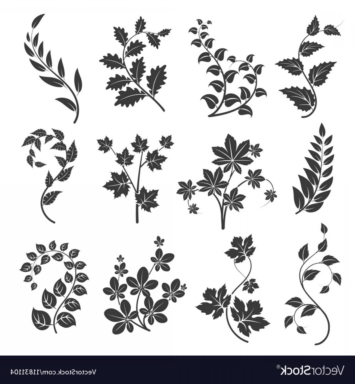 1200x1296 Curly Branches Silhouettes With Leaves Vector Soidergi