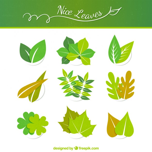 Leaf Vector Art at Vectorified.com | Collection of Leaf Vector Art free