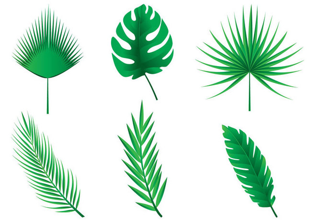 632x443 Palm Leaves Vectors Free Vector Download Cannypic