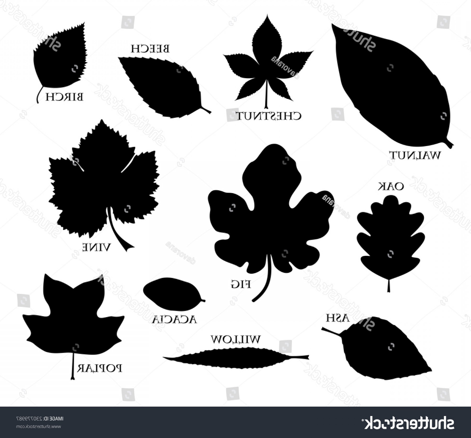 Leaf Vector Art at Vectorified.com | Collection of Leaf Vector Art free ...