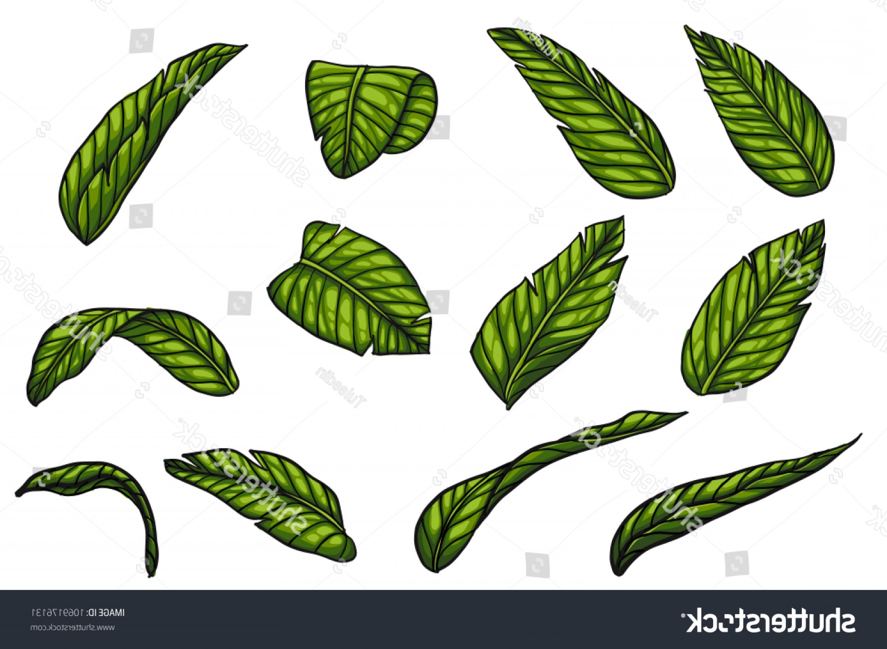 1800x1318 Banana Leaf Vector