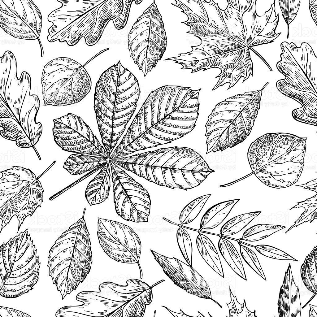 1024x1024 Best Free Drawings Of Fall Leaves Vector Images Free Vector Art
