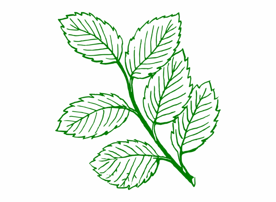 920x674 Clipart Leaves Vector