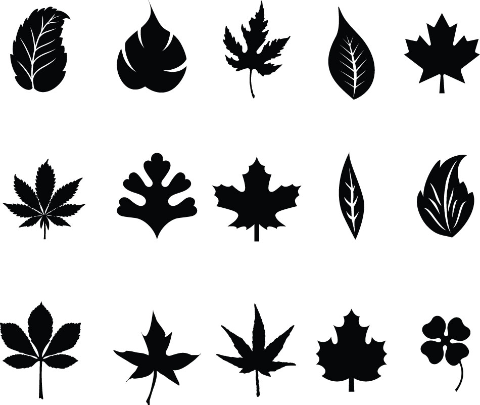 950x801 Leaf Vector Black And White Images