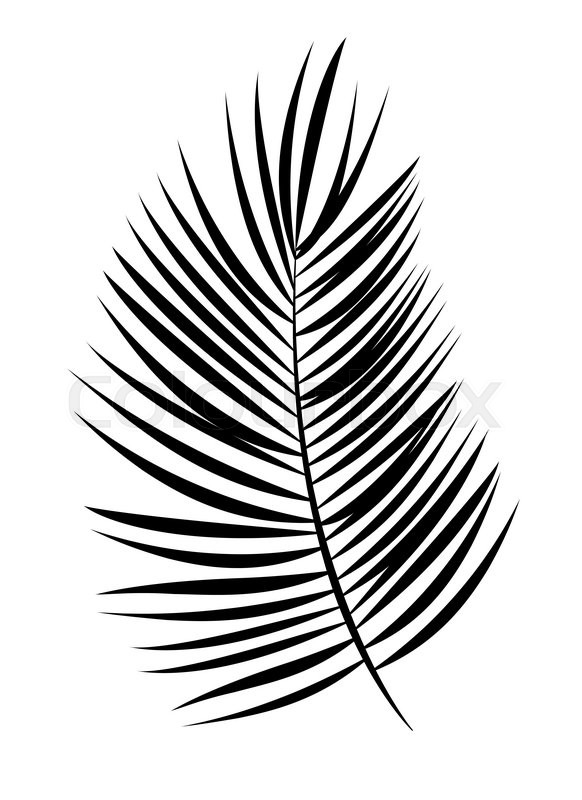 582x800 Palm Leaf Vector Background Isolated Stock Vector Colourbox