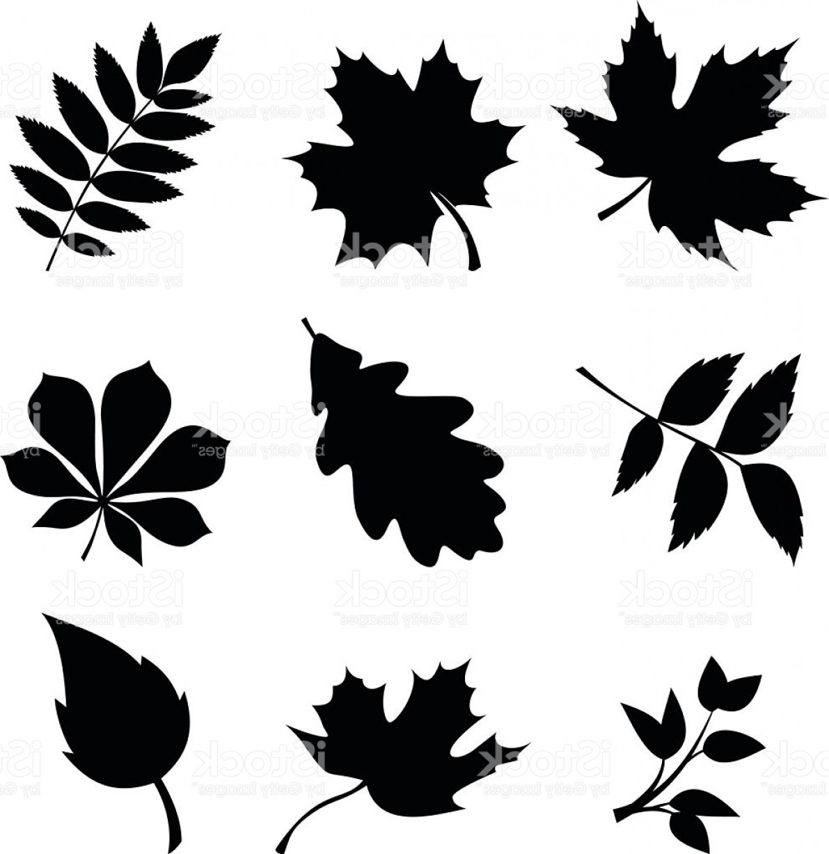 1191x1228 Set Of Leaves Vector Black Silhouettes Gm Geekchicpro