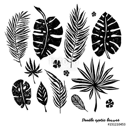 500x500 Set Of Black Doodle Exotic Leaves On A White Background Vector