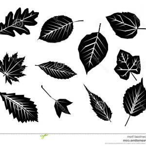 300x300 Stock Illustration Leaves Vector Set Isolated Background