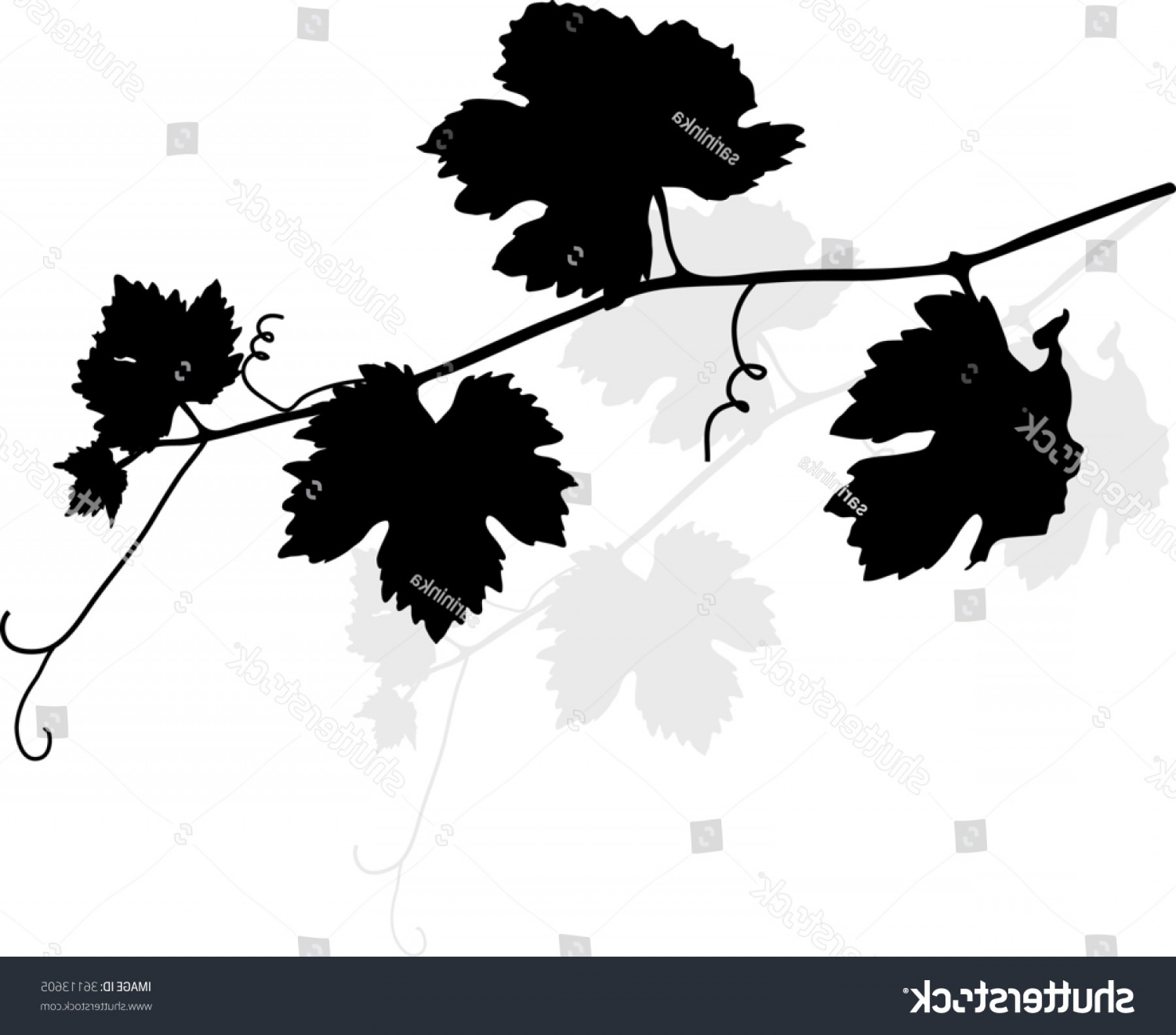 1800x1585 Black Vine Leaves Vector Illustration Newwaysys