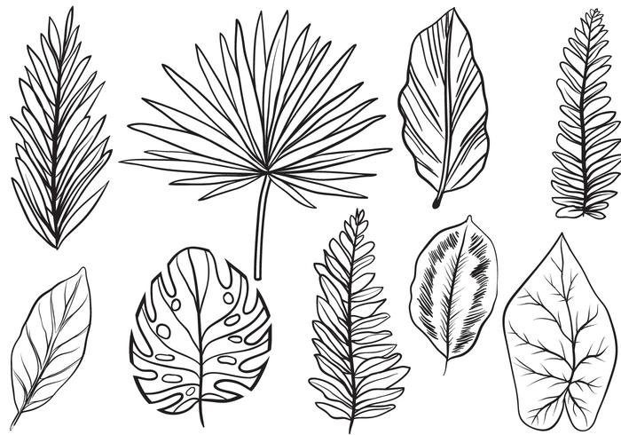 Leaf Vector Black And White at Vectorified.com | Collection of Leaf ...