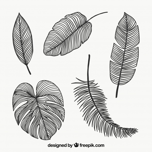 Hand Drawn Leaves Vectors, Photos And Free Download 626x626 Hand Drawn Leaves Vectors, Photos And Free Download