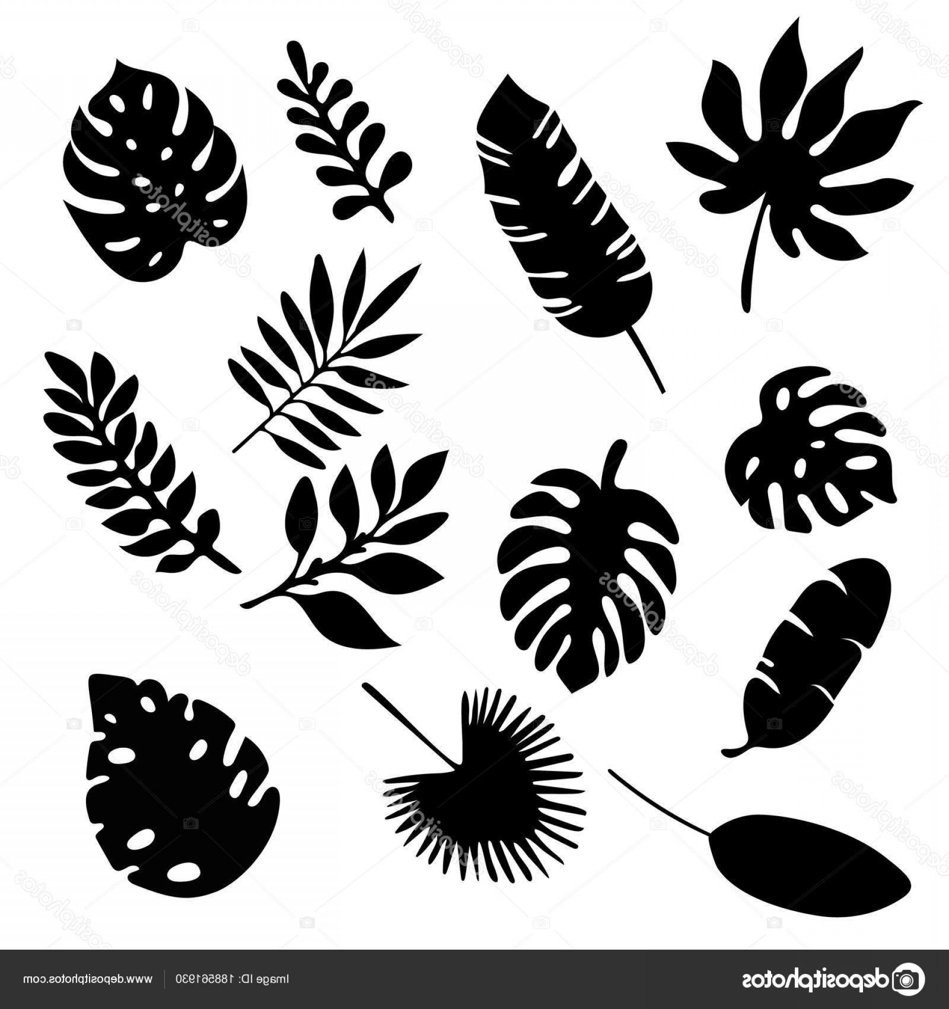 Leaf Vector Black And White at Vectorified.com | Collection of Leaf ...