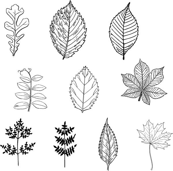Free Vector Black Leaves Vector Embrodery Leaves, Leaf Drawing 600x594 Free Vector Black Leaves Vector Embrodery Leaves, Leaf Drawing