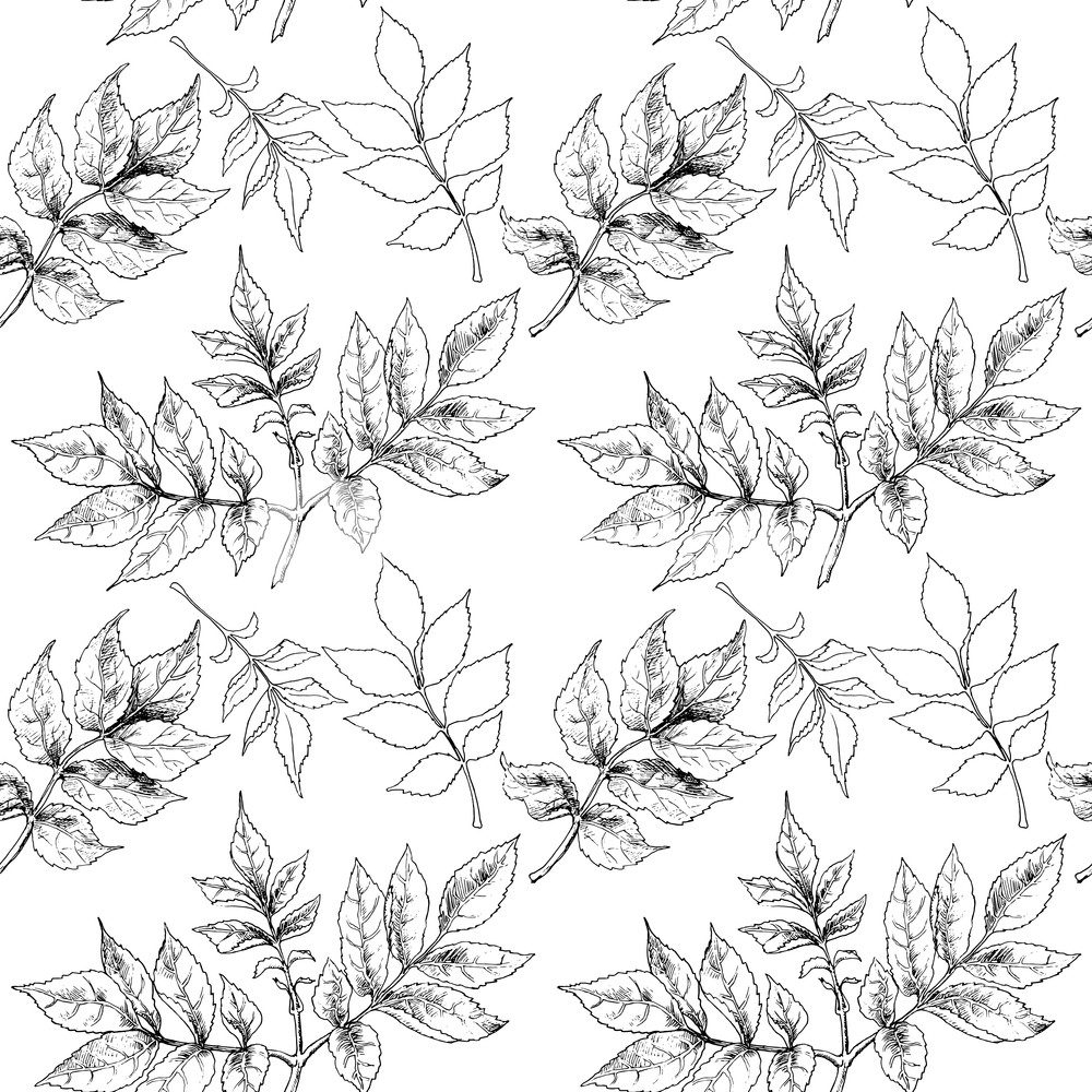 Black And White Hand Drawn Autumn Leaves Vector Illustration 1000x1000 Black And White Hand Drawn Autumn Leaves Vector Illustration
