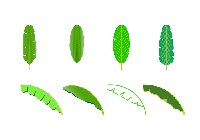 700x490 Free Banana Leaf Vector Free Vectors Ui Download