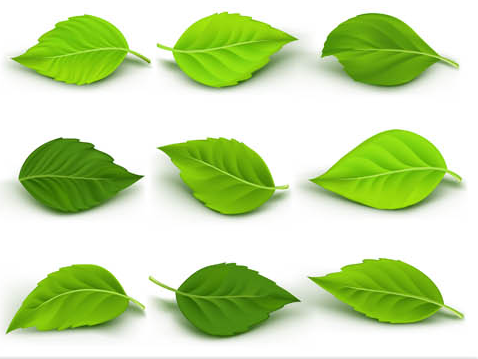 478x359 Green Leaves Vector Free Download