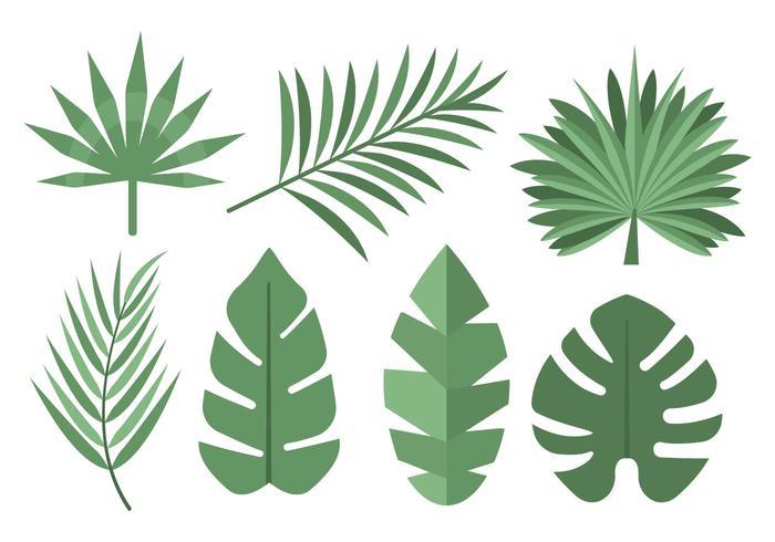 700x490 Palm Leaf Vector Image Free
