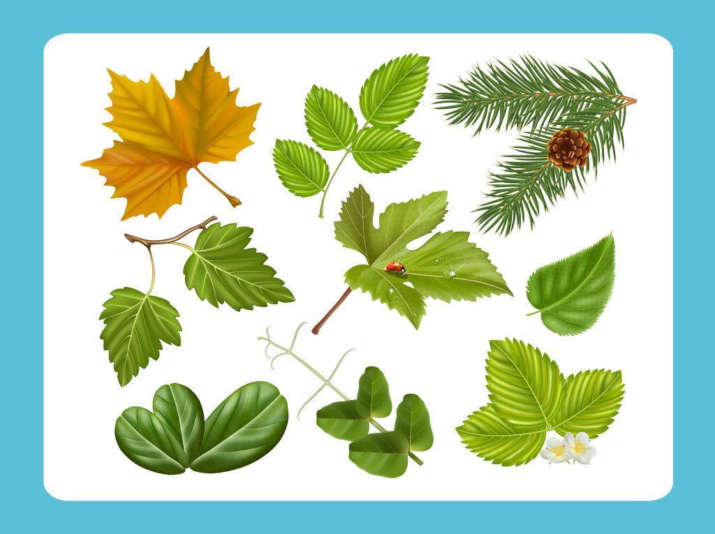 1024x765 Realistic Leaf Vectors Vector Art Graphics