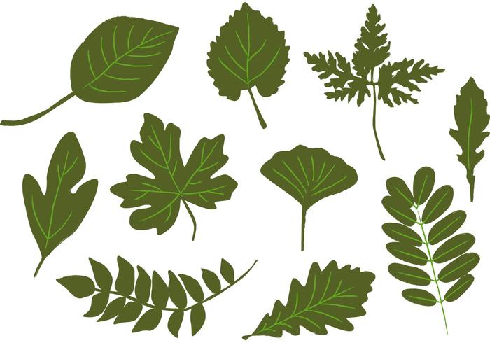 700x490 Vectors Of Leaves Free Vector Graphics Everypixel