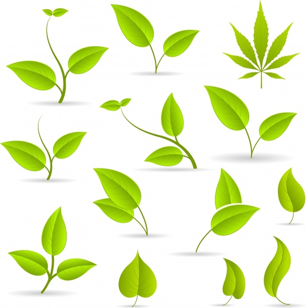 Green Leaves Green Leaves Vector Free Vector In Encapsulated 597x600 Green Leaves Green Leaves Vector Free Vector In Encapsulated