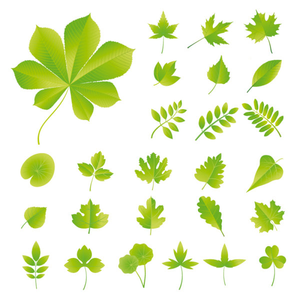 Set Of Exquisite Leaves Vector Graphics Part Free Download 600x600 Set Of Exquisite Leaves Vector Graphics Part Free Download