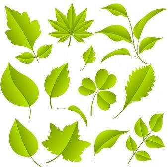 Vine Leaf Vectors, Photos And Free Download Listia 338x337 Vine Leaf Vectors, Photos And Free Download Listia