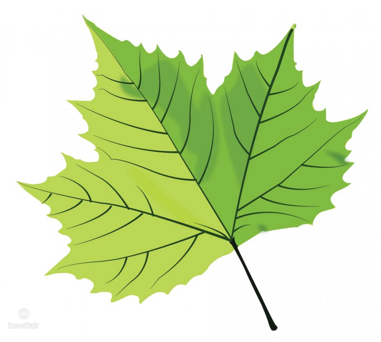 1600x1437 Single Green Maple Leaf Vector Image With Adobe Illustrator