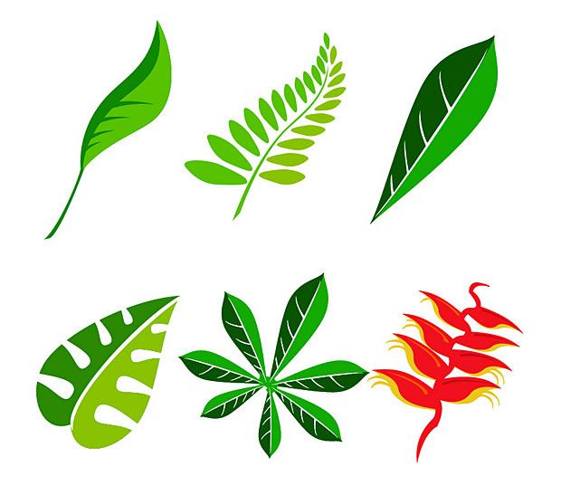 620x547 Vector Jungle Leaf Vector Graphics Free Vectors Graphics