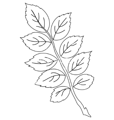 Leaf Vector Outline