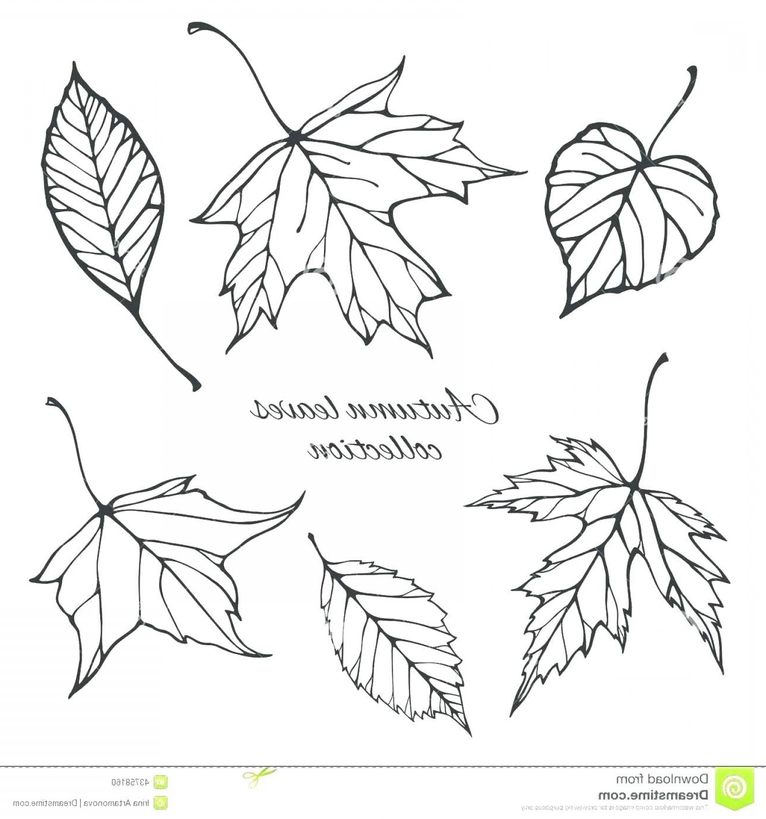 Осенние листья рисунок карандашом
