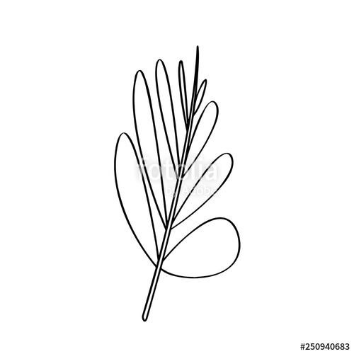 Outline Of A Palm Leaf Vector Illustration Design Stock Image 500x500 Outline Of A Palm Leaf Vector Illustration Design Stock Image