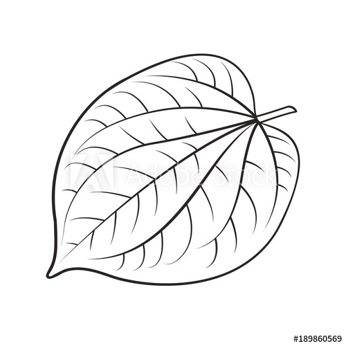 Black Outline Betel Leaf Vector Drawing 500x500 Black Outline Betel Leaf Vector Drawing