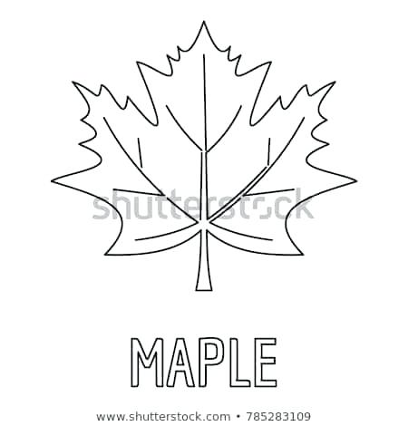 Outline Of A Maple Leaf 450x470 Outline Of A Maple Leaf