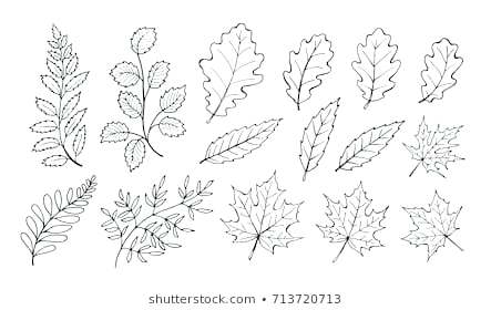 Outline Of Leaf 443x280 Outline Of Leaf
