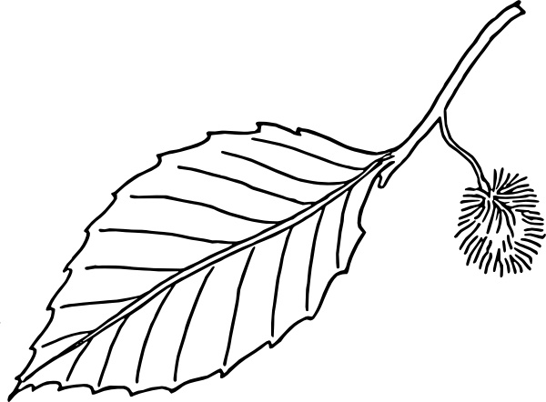 Beech Leaf Outline Clip Art Free Vector In Open Office Drawing 600x442 Beech Leaf Outline Clip Art Free Vector In Open Office Drawing