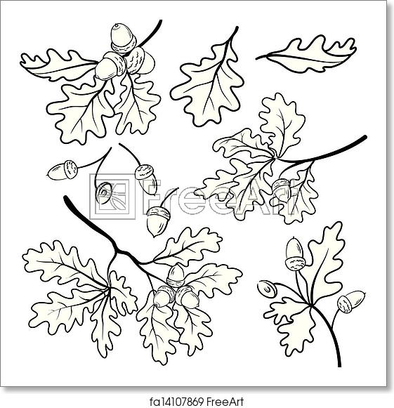 Free Art Print Of Oak Branches With Acorns, Outline Leaf, Vector 561x581 Free Art Print Of Oak Branches With Acorns, Outline Leaf, Vector
