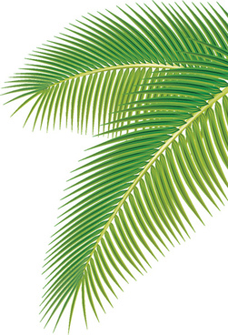 251x368 Palm Leaves Free Vector In Adobe Illustrator