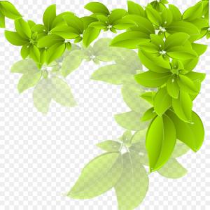 300x300 Png Branch Green Leaf Vector Leaves Catchsplace