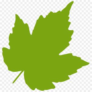 300x300 Png Grape Leaves Clip Art Oak Leaf Vector Hoodamathrun