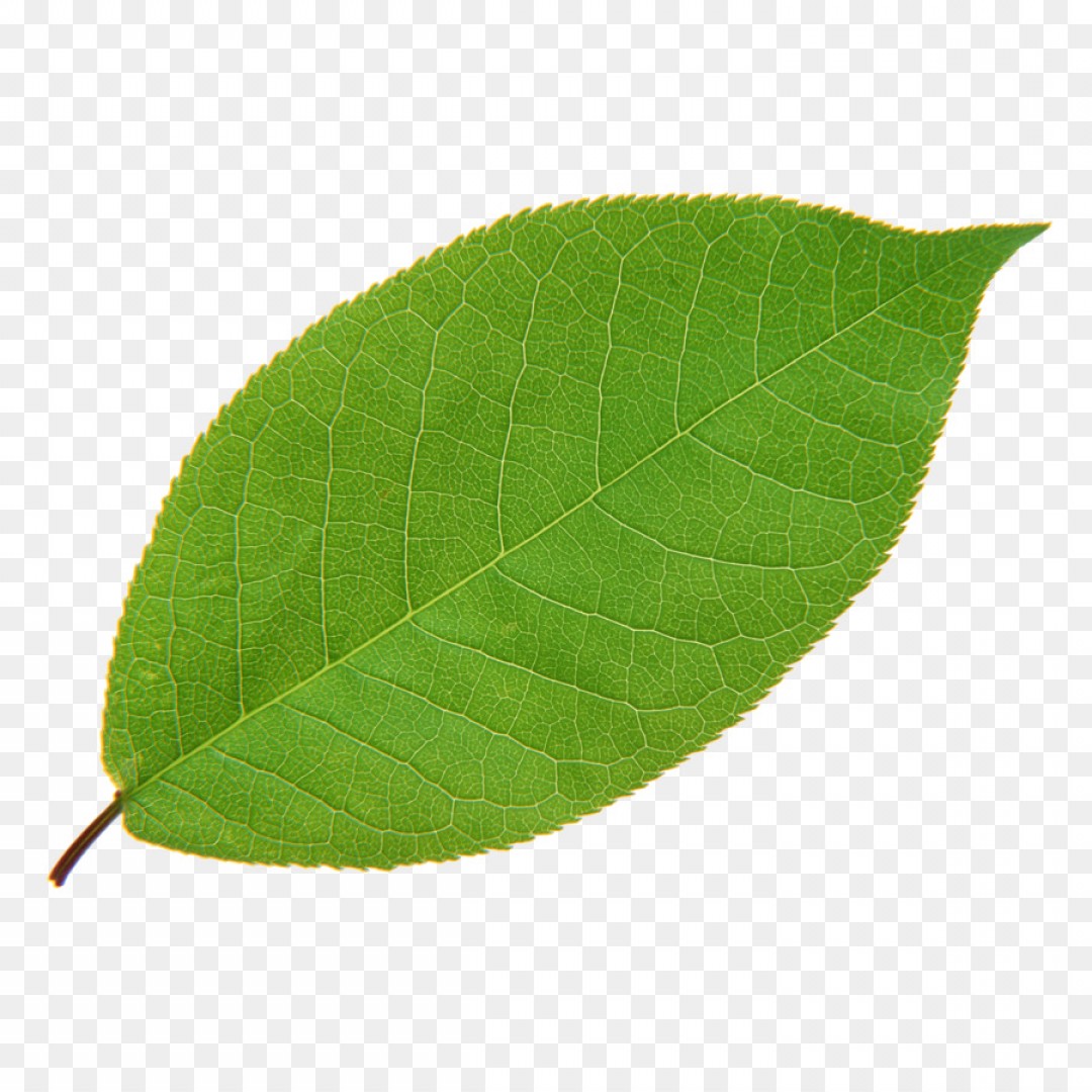 1080x1080 Png Leaf Green Plant Euclidean Vector Leaf Soidergi