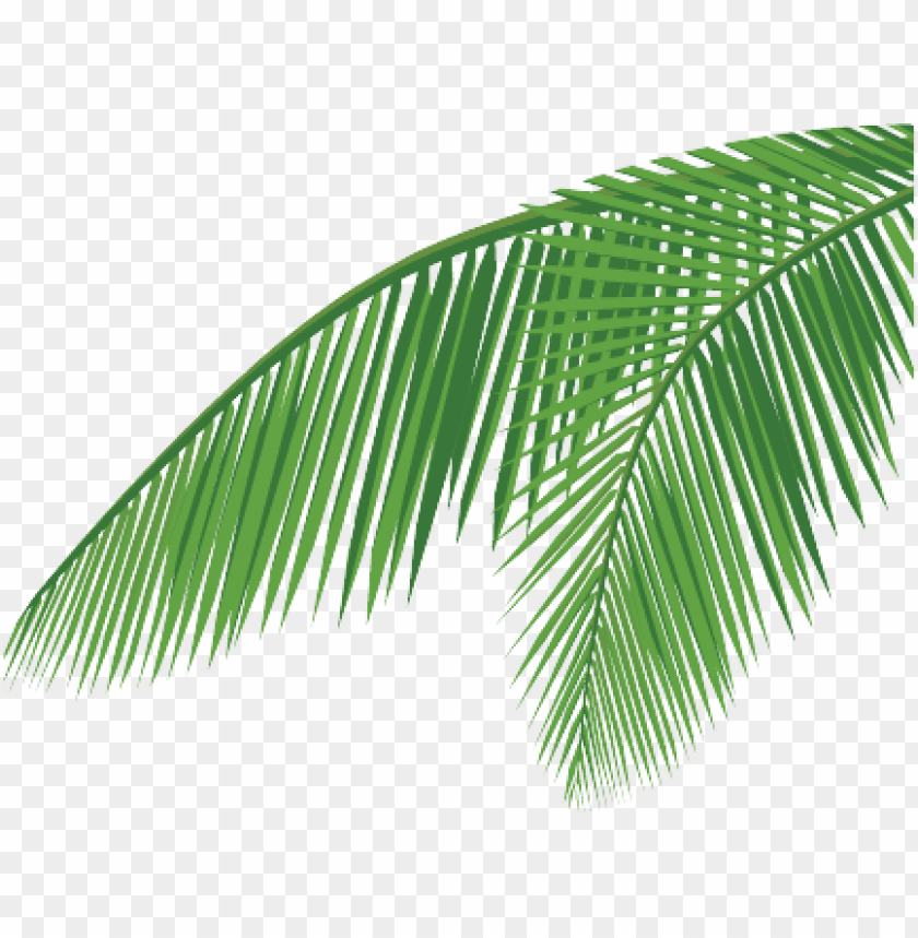 840x859 Coconut Leaf Png