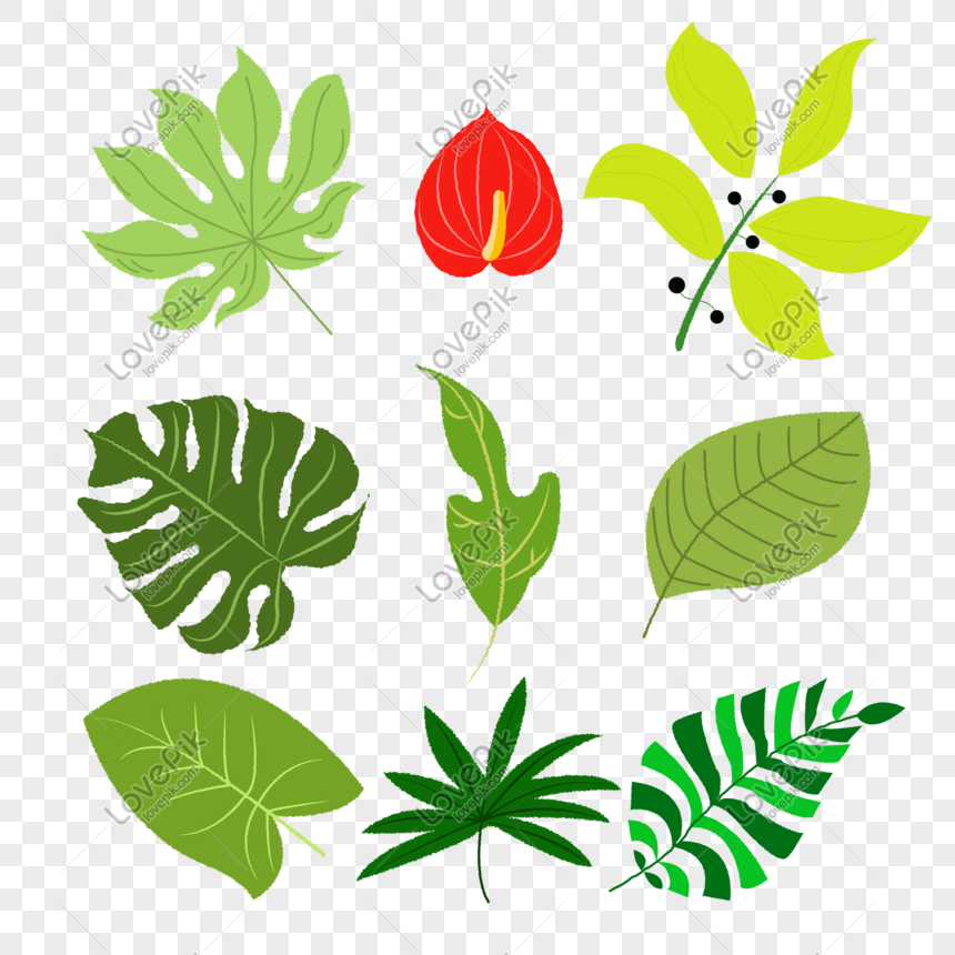 860x860 Cartoon Tropical Wind Leaves Vector Png Image Picture Free