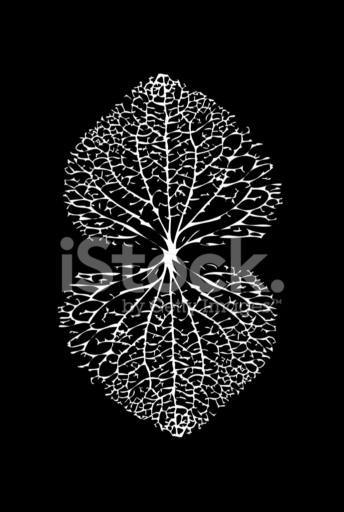 Leaf Veins Vector