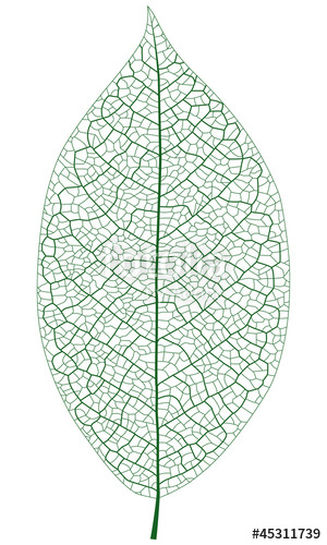 300x500 Layered Vector Illustration Of Leaf Vein Stock Image And Royalty