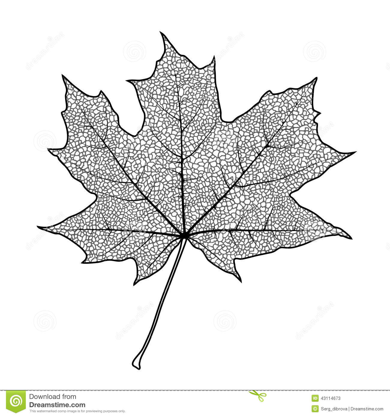 Leaf Veins Vector at Vectorified.com | Collection of Leaf Veins Vector ...