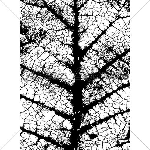 500x500 Leaf Veins Gl Stock Images